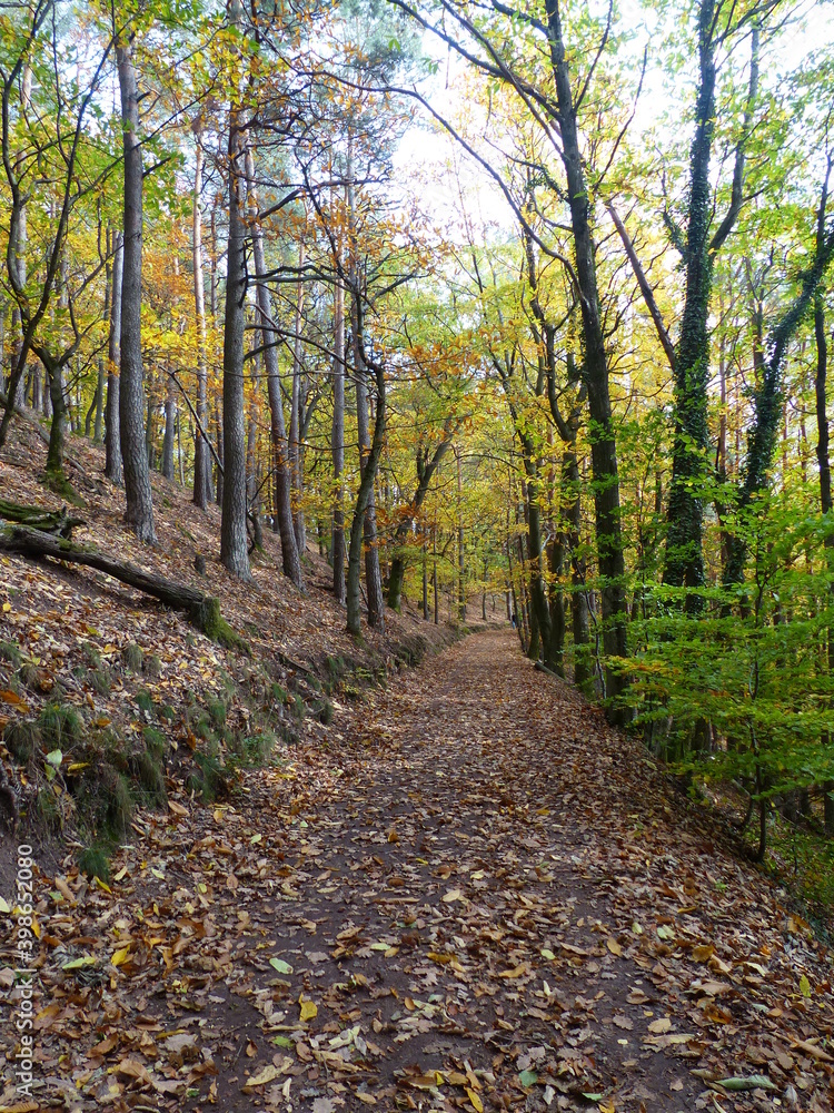 path in autumn park