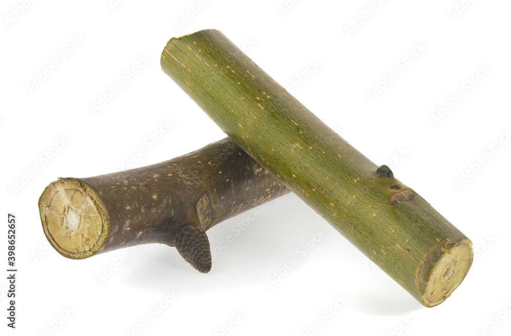 Cut branches of a tree, firewood isolated on a white background close-up. Cut branches of a tree, firewood isolated on a white background close-up.
