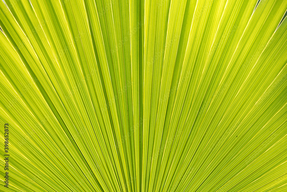 Green leaf close up Green leaf close up