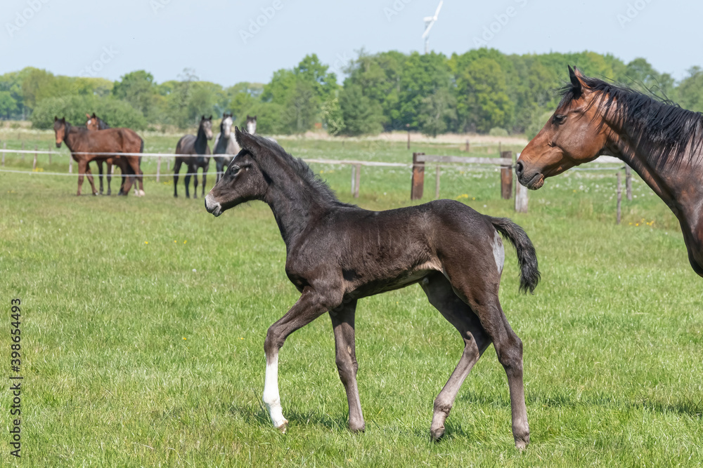 A black foal is trotting in the pasture, other horses are watching. Mare head A black foal is trotting in the pasture, other horses are watching. Mare head