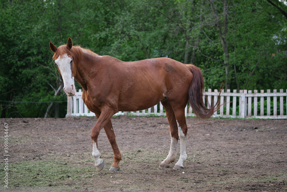 A horse with a white muzzle in the corral against the backdrop of the setting sun.