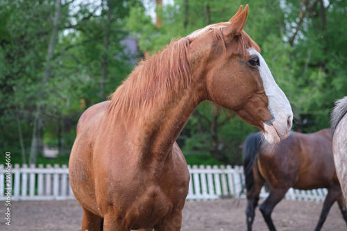 A horse with a white muzzle in the corral against the backdrop of the setting sun.