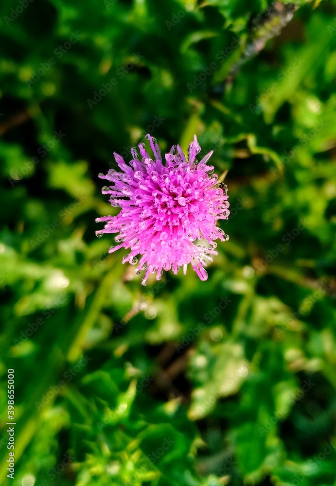 Flower nature plant Flower nature plant