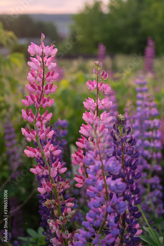Purple and white lupins in a field against the backdrop of the forest. Glade of spring flowers. Beautiful background