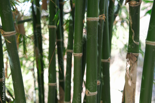 A shot of a stacked bamboo tree with focus on the front and the background blurred
