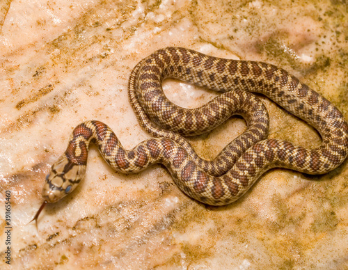 leopard snake, Zamenis situla photo