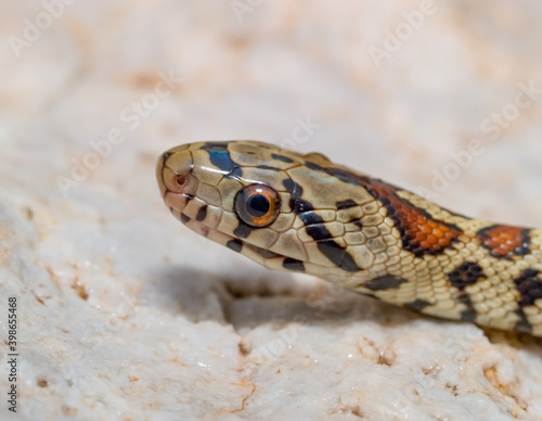 leopard snake, Zamenis situla photo