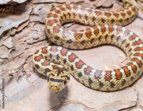 leopard snake, Zamenis situla photo