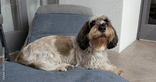 Pedigree PBGV Dog lifting his head while lying down on a comfortable chair photo