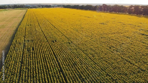 Sunflowers aerial footage photo