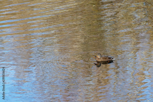 Anas platyrhynchos. Female mallard duck in the water and reflections on the surface.