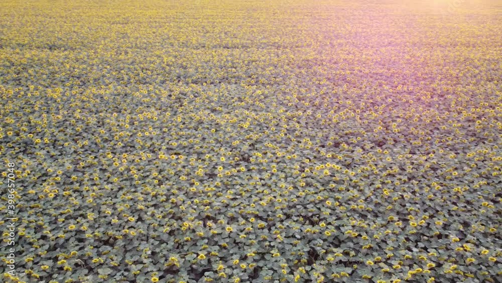 High above the field with blooming sunflowers, aerial view, harvest overview. High above the field with blooming sunflowers, aerial view, harvest overview.