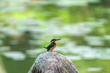 Male kingfisher perching on a rock.