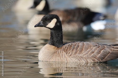 A Cackling Goose swims on a pond on the Colorado prairie.
