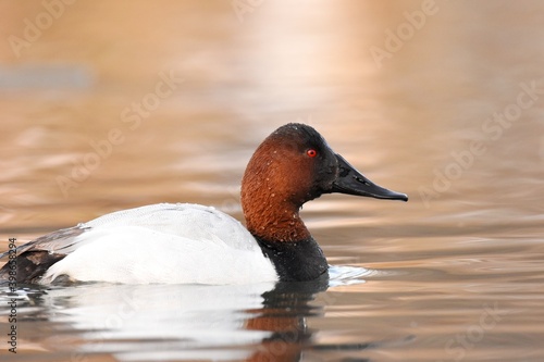 A drake Canvasback swims on a pond on the Colorado prairie.