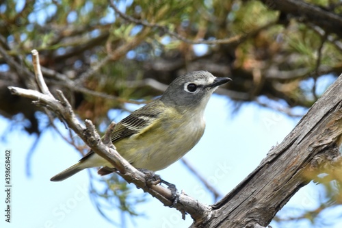 A Cassin's Vireo pauses on a branch on the Colorado prairie.