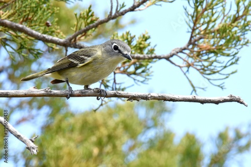 A Cassin's Vireo pauses on a branch on the Colorado prairie. photo