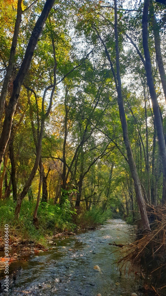 Fototapeta premium Beautiful forest in autumn. The river flows among tall trees. 