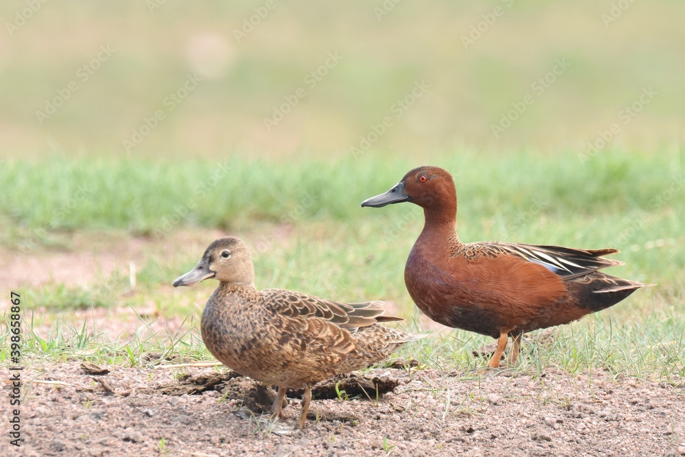 A Cinnamon Teal pair forage in a small pond in eastern Colorado.
