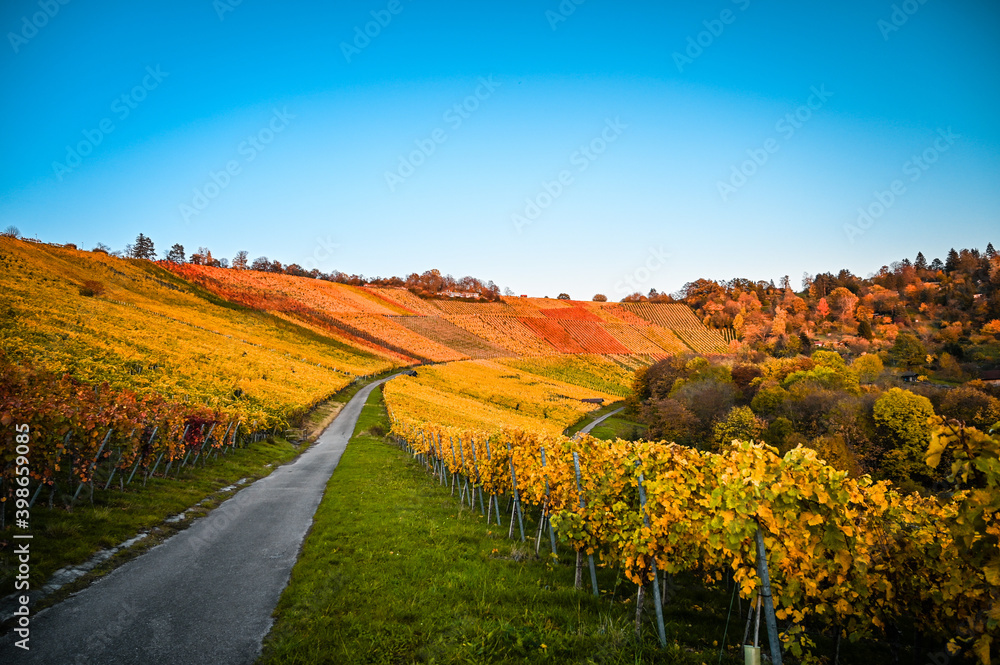 A road leading through a colorful vineyard under a clear blue sky during autumn. The grape leaves are colored red, yellow and some are green.