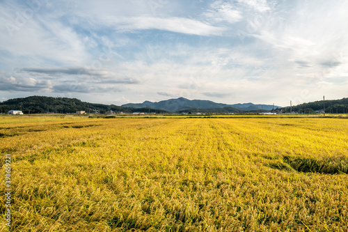 수확을 앞둔 벼