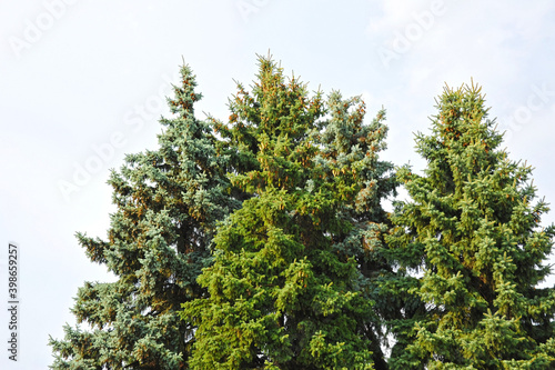 Fir tree with strobile © Unkas Photo