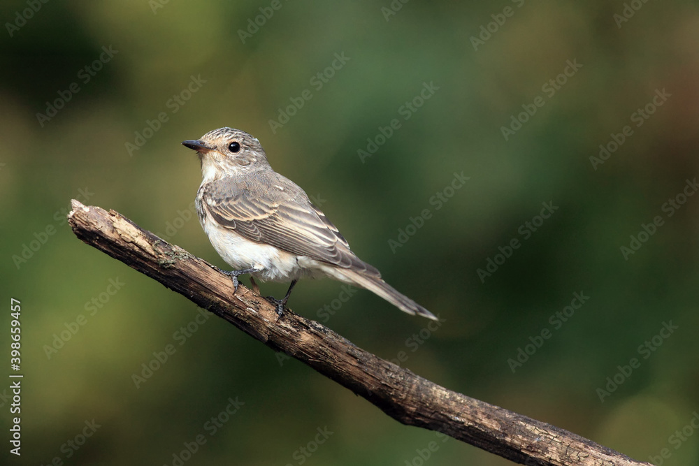 Fototapeta premium The spotted flycatcher (Muscicapa striata) sitting on the branch with green background