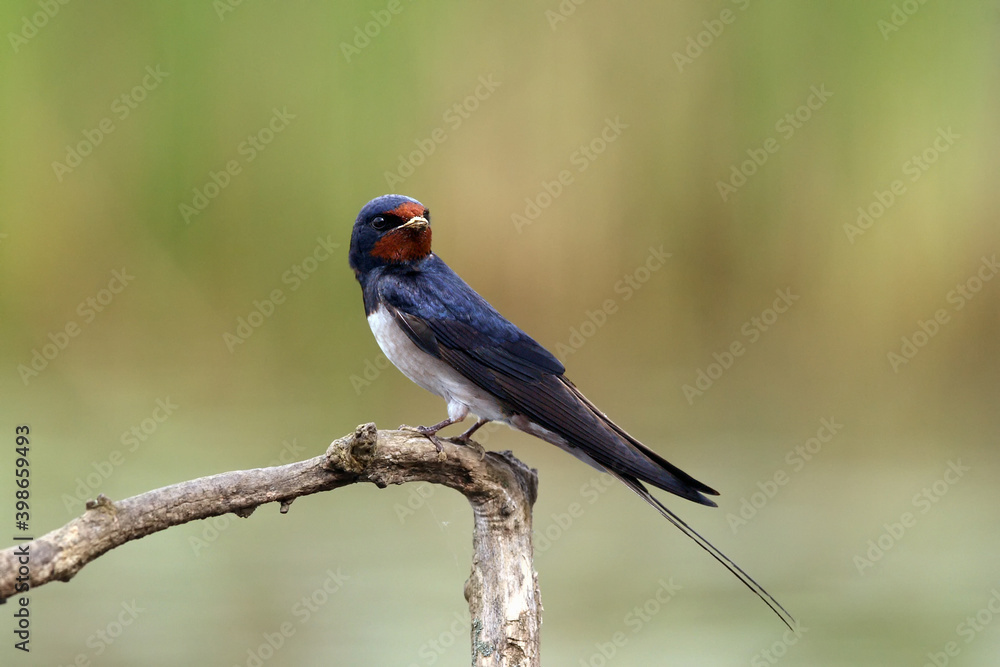 The barn swallow (Hirundo rustica) sitting on the branch with green background. Little black-blue swallow with a red head on a branch.