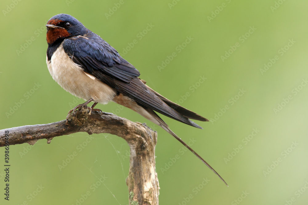 Obraz premium The barn swallow (Hirundo rustica) sitting on the branch with green background. Little black-blue swallow with a red head on a branch.