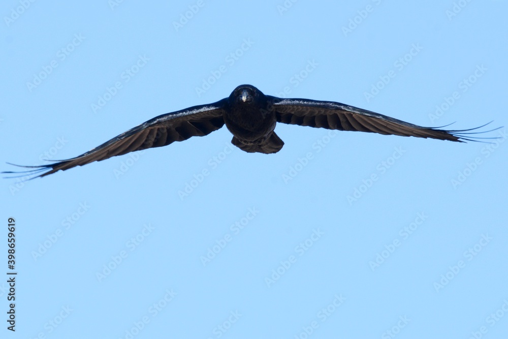 A Common Raven flies above the Colorado prairie. A Common Raven flies above the Colorado prairie.