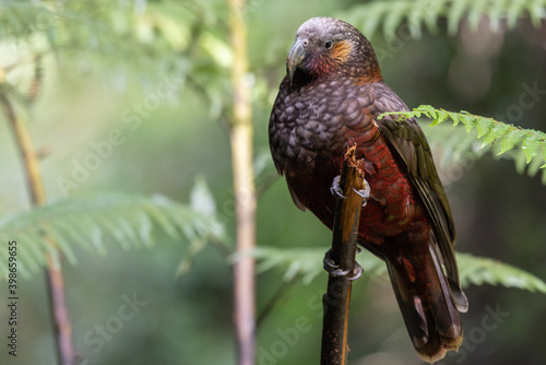 A New Zealand kaka (nestor meridionalis) perched in a tree at Maungatautari reserve, with tree ferns in the background.. photo