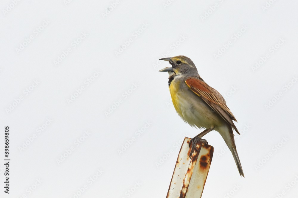 A male Dickcissel sings on the Colorado prairie. A male Dickcissel sings on the Colorado prairie.