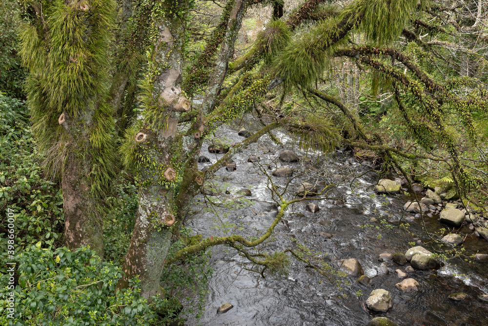 Epiphites of native orchids and ferns festoon the branches of a tree overhanging the Patea River, Stratford, Taranaki, New Zealand. Epiphites of native orchids and ferns festoon the branches of a tree overhanging the Patea River, Stratford, Taranaki, New Zealand.