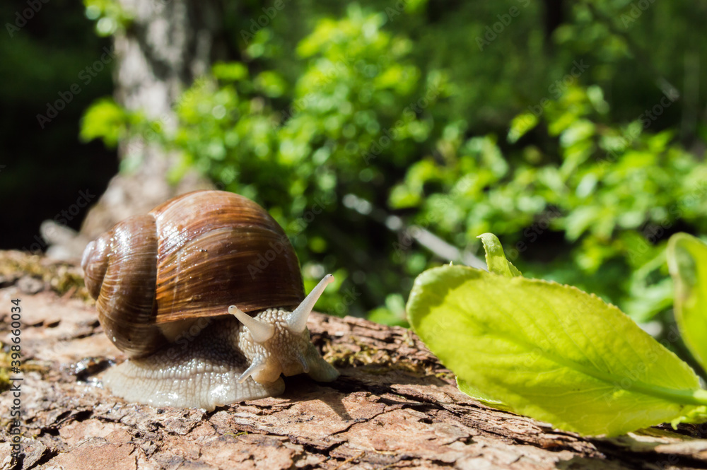 Wild little snail closeup in the green forest with blurred background