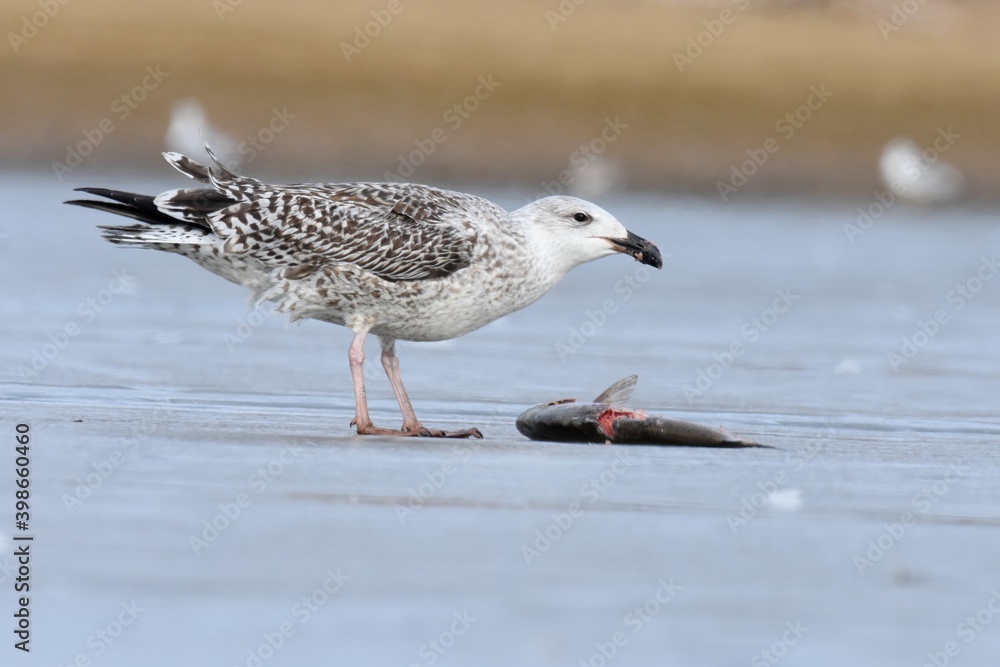 Obraz premium An immature Great Black-backed Gull feeds on ice during the Colorado winter. 