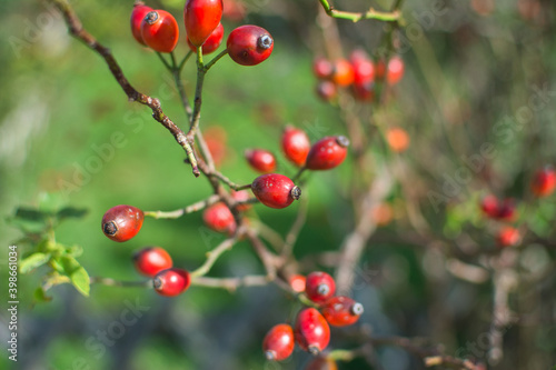 red berries of viburnum