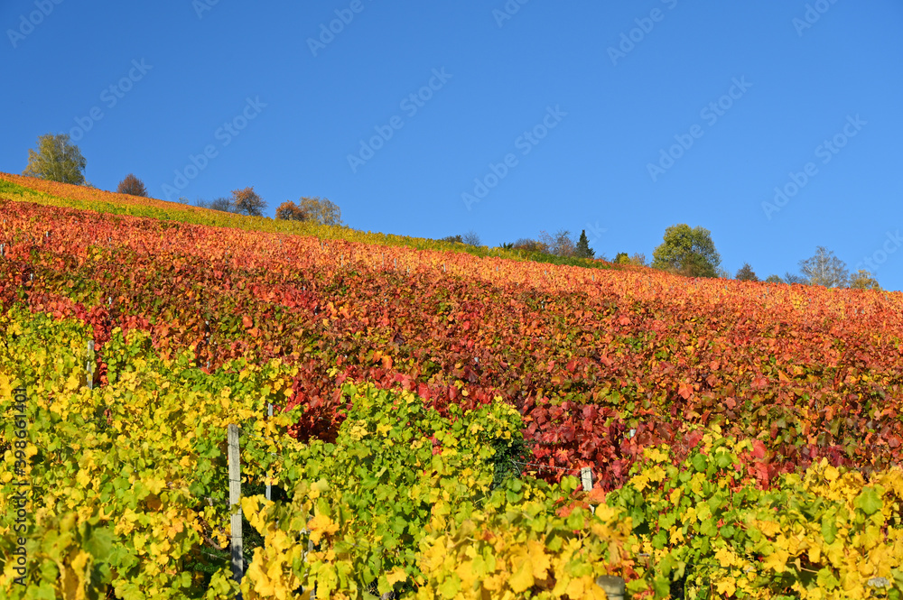 Beautiful view of a yellow and red colored vineyard under a clear blue sky during autumn.