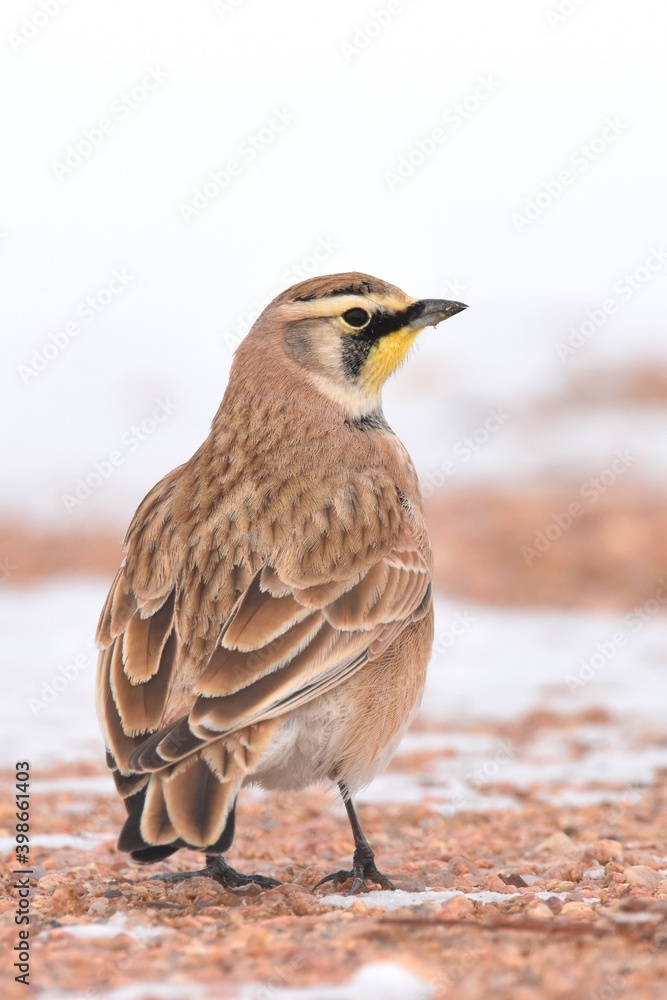 Fototapeta premium A Horned Lark walks along the ground on the Colorado prairie.