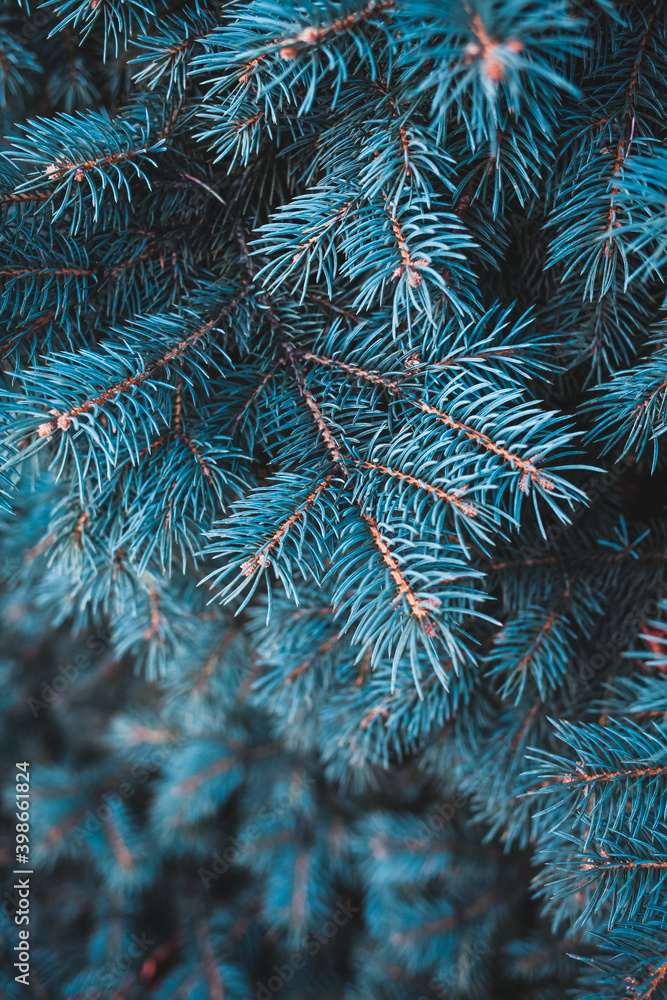 christmas tree branch christmas tree branch