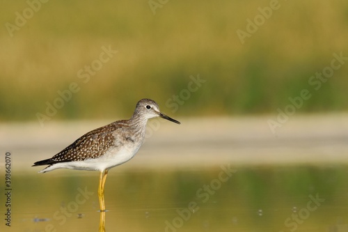 A Greater Yellowlegs feeds on a pond on the Colorado prairie.