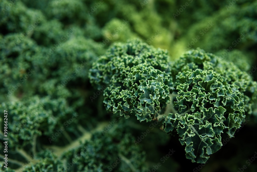 kale in the garden kale in the garden