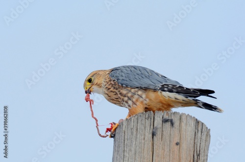 A Merlin eats a small mammal on a telephone pole on the Colorado prairie. photo