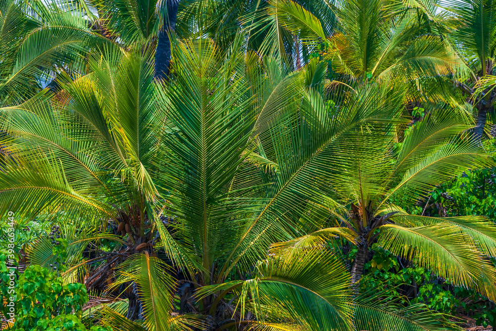 palm tree leaves palm tree leaves