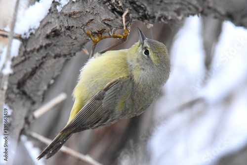 An Orange-crowned Warbler feeds on a branch on the Colorado prairie. photo