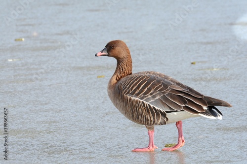 A Pink-footed Goose walks across a frozen pond during the winter.
