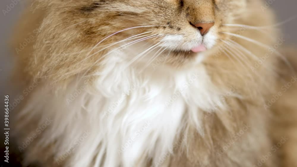 cute cat on gray studio background, fluffy Siberian cat looking, concept of pets, domestic animals, close up face