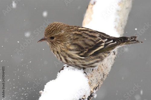 A Pine Siskin visits a bird feeder during the Colorado winter.