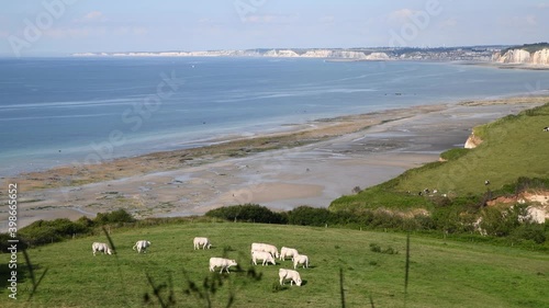 Cows graze in a pasture on the Normandy coast photo