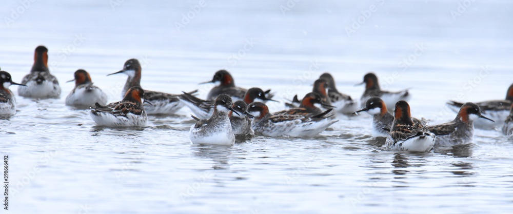 Fototapeta premium A flock of Red-necked Phalaropes gathers on a lake in Colorado during spring shorebird migration.