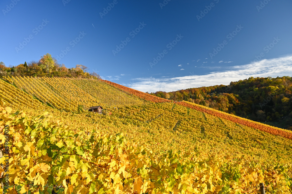 Beautiful autumnal vineyard landscape with yellow and brown colored vineyards illuminated by golden evening sunlight. Beautiful autumnal vineyard landscape with yellow and brown colored vineyards illuminated by golden evening sunlight.